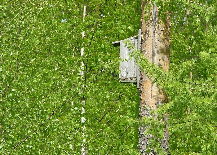 Hotelli Aliisa מלון *