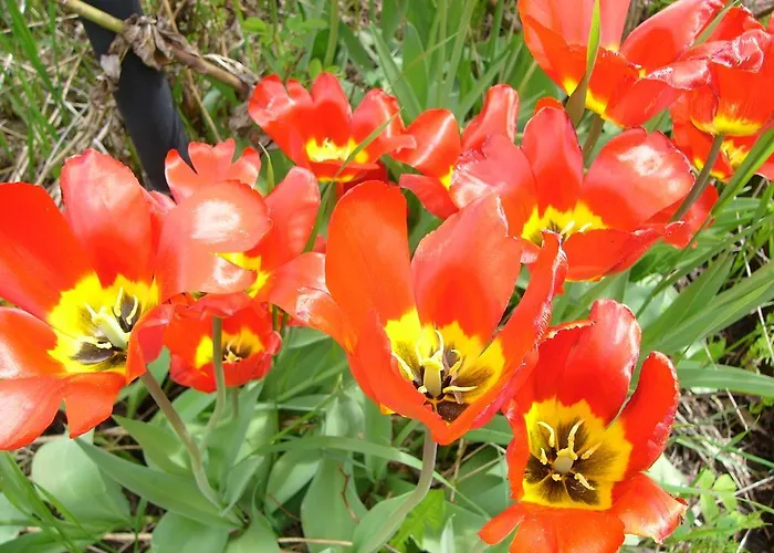 Hotelli Aliisa מלון Loimaa