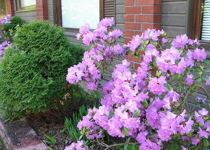 מלון Hotelli Aliisa